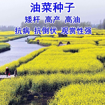 包邮新采油菜种子高产榨油观赏油菜籽食用耐寒耐旱德杂油菜花种籽