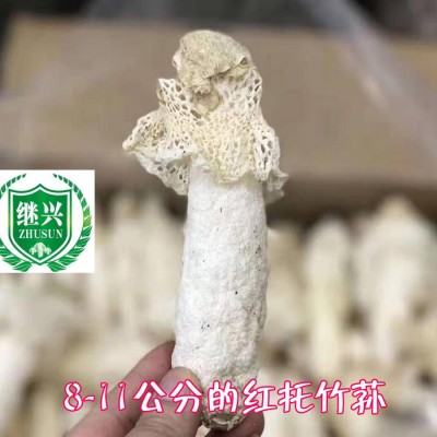 织金竹荪 肉质细腻 营养丰富 750元/千克 11-13cm