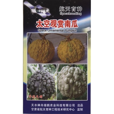 厂家批发 新品种南瓜种子 太空观赏南瓜种子 20粒/袋