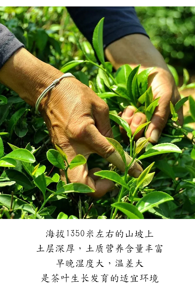 黄柠红茶_09.jpg