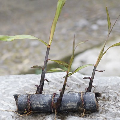 5根装箱每根4到5芽黑皮甘蔗种苗现摘水果甘蔗梢种子红青皮蔗种苗