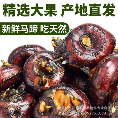 广西荔浦马蹄荸荠产地新鲜现挖整箱批发价农家特产即食水果