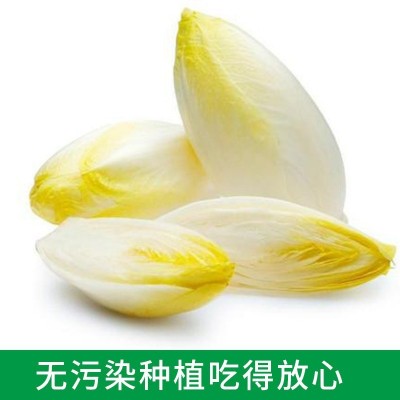 金玉兰菜新鲜芽球软化菊苣凉菜沙拉酒店特采配菜生吃即食蔬菜顺丰