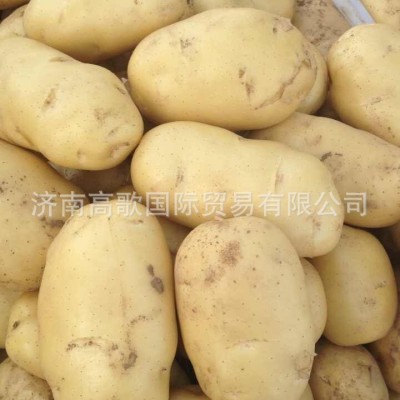 土豆 马铃薯 potato 厂家直销土豆 价格优惠