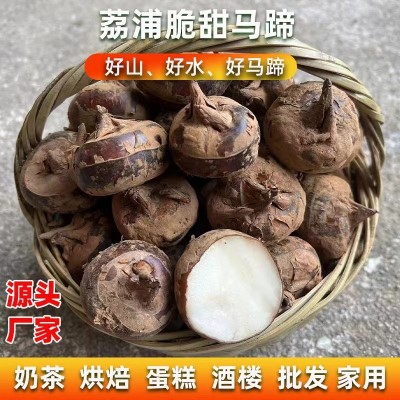 速冻去皮马蹄 荔浦马蹄丁 马蹄爆爆珠原材料 速冻荸荠丁批发