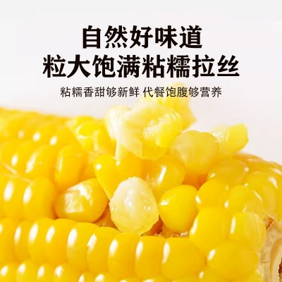 东北黄糯玉米十根 粘糯玉米真空包装整箱玉米棒加热即食代发批发